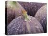 Fresh Figs with Drops of Water-Chris Schäfer-Stretched Canvas