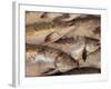 Fresh Fish at Pike Place Market, Seattle, Washington, USA-Merrill Images-Framed Photographic Print