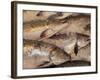 Fresh Fish at Pike Place Market, Seattle, Washington, USA-Merrill Images-Framed Photographic Print