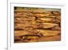 Fresh Fish at Pike Place Market-null-Framed Photographic Print