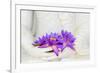 Fresh Flue Star Water Lily or Star Lotus Flowers in Buddha Image Hands-Iryna Rasko-Framed Photographic Print