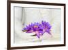 Fresh Flue Star Water Lily or Star Lotus Flowers in Buddha Image Hands-Iryna Rasko-Framed Photographic Print