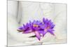 Fresh Flue Star Water Lily or Star Lotus Flowers in Buddha Image Hands-Iryna Rasko-Mounted Photographic Print