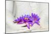 Fresh Flue Star Water Lily or Star Lotus Flowers in Buddha Image Hands-Iryna Rasko-Mounted Photographic Print