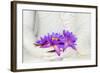 Fresh Flue Star Water Lily or Star Lotus Flowers in Buddha Image Hands-Iryna Rasko-Framed Photographic Print