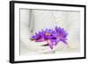 Fresh Flue Star Water Lily or Star Lotus Flowers in Buddha Image Hands-Iryna Rasko-Framed Photographic Print