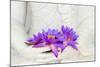 Fresh Flue Star Water Lily or Star Lotus Flowers in Buddha Image Hands-Iryna Rasko-Mounted Photographic Print