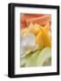 Fresh Fruit and Orchid (Close-Up)-Foodcollection-Framed Photographic Print