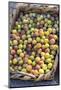 Fresh golden plums for sale, Andria, Italy, Europe-Lisa S. Engelbrecht-Mounted Photographic Print