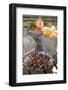 Fresh Gooseberries, Apricots and Peaches on Garden Table-Eising Studio - Food Photo and Video-Framed Photographic Print