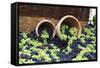 Fresh Grapes at Harvest Festival.-Terry Eggers-Framed Stretched Canvas