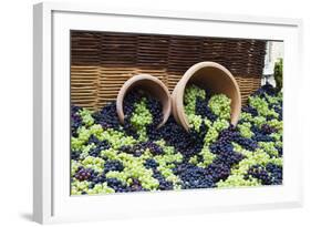 Fresh Grapes at Harvest Festival.-Terry Eggers-Framed Photographic Print