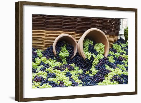 Fresh Grapes at Harvest Festival.-Terry Eggers-Framed Photographic Print