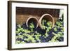 Fresh Grapes at Harvest Festival.-Terry Eggers-Framed Photographic Print