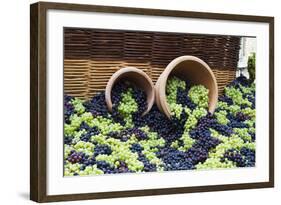 Fresh Grapes at Harvest Festival.-Terry Eggers-Framed Photographic Print