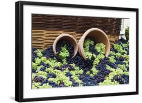 Fresh Grapes at Harvest Festival.-Terry Eggers-Framed Photographic Print