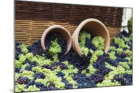 Fresh Grapes at Harvest Festival.-Terry Eggers-Mounted Photographic Print