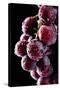 Fresh Grapes with Drops-Gresei-Stretched Canvas