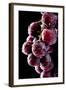 Fresh Grapes with Drops-Gresei-Framed Photographic Print