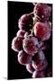 Fresh Grapes with Drops-Gresei-Mounted Photographic Print