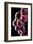 Fresh Grapes with Drops-Gresei-Framed Photographic Print