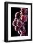 Fresh Grapes with Drops-Gresei-Framed Photographic Print