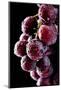 Fresh Grapes with Drops-Gresei-Mounted Photographic Print