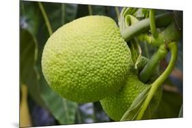 Fresh Green Breadfruit-null-Mounted Premium Photographic Print