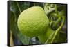 Fresh Green Breadfruit-null-Framed Stretched Canvas