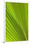 Fresh Green Fan Palm-Terry Eggers-Framed Photographic Print