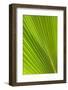 Fresh Green Fan Palm-Terry Eggers-Framed Photographic Print