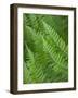 Fresh Green Ferns in A Row, Olympic National Park, Washington, USA-Terry Eggers-Framed Photographic Print