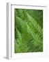 Fresh Green Ferns in A Row, Olympic National Park, Washington, USA-Terry Eggers-Framed Photographic Print