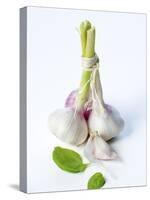 Fresh Green Garlic-Ira Leoni-Stretched Canvas