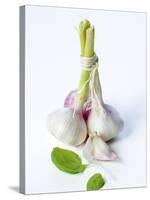 Fresh Green Garlic-Ira Leoni-Stretched Canvas