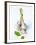 Fresh Green Garlic-Ira Leoni-Framed Photographic Print