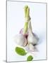 Fresh Green Garlic-Ira Leoni-Mounted Photographic Print