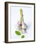 Fresh Green Garlic-Ira Leoni-Framed Photographic Print