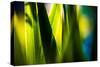 Fresh Green Spring Grass-Daniil Belyay-Stretched Canvas