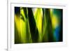 Fresh Green Spring Grass-Daniil Belyay-Framed Photographic Print