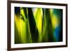 Fresh Green Spring Grass-Daniil Belyay-Framed Photographic Print