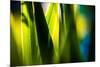 Fresh Green Spring Grass-Daniil Belyay-Mounted Photographic Print