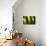 Fresh Green Spring Grass-Daniil Belyay-Photographic Print displayed on a wall