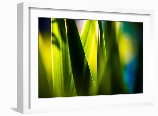 Fresh Green Spring Grass-Daniil Belyay-Framed Photographic Print