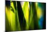 Fresh Green Spring Grass-Daniil Belyay-Mounted Photographic Print