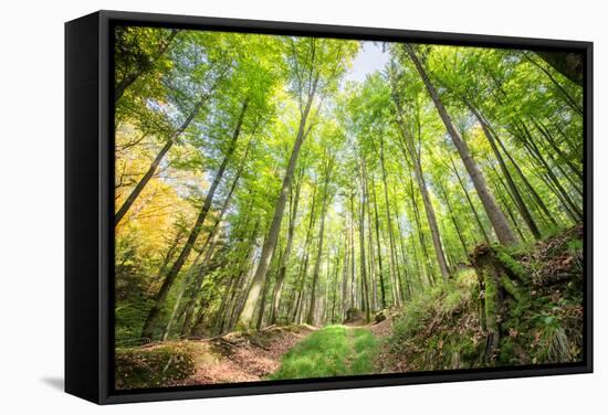 Fresh Greens and a Grassy Path in a Light-Filled German Forest, Baden-Wurttemberg, Germany, Europe-Andy Brandl-Framed Stretched Canvas