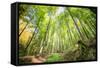 Fresh Greens and a Grassy Path in a Light-Filled German Forest, Baden-Wurttemberg, Germany, Europe-Andy Brandl-Framed Stretched Canvas