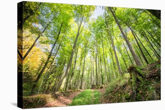 Fresh Greens and a Grassy Path in a Light-Filled German Forest, Baden-Wurttemberg, Germany, Europe-Andy Brandl-Stretched Canvas