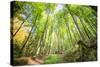 Fresh Greens and a Grassy Path in a Light-Filled German Forest, Baden-Wurttemberg, Germany, Europe-Andy Brandl-Stretched Canvas