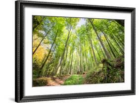 Fresh Greens and a Grassy Path in a Light-Filled German Forest, Baden-Wurttemberg, Germany, Europe-Andy Brandl-Framed Photographic Print